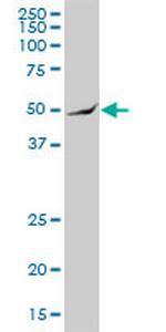 ARHGAP25 Polyclonal Antibody, MaxPab™