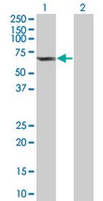 OXSR1 Polyclonal Antibody, MaxPab™