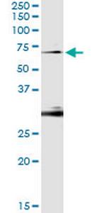 OXSR1 Monoclonal Antibody (5E1)