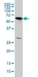 OXSR1 Monoclonal Antibody (3F6)