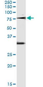 OXSR1 Monoclonal Antibody (4D12)