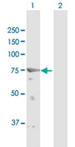 GFPT2 Polyclonal Antibody, MaxPab™