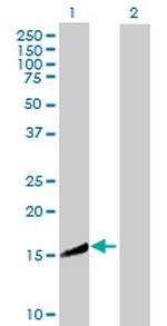 CRYZL1 Polyclonal Antibody, MaxPab™