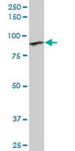 GOLGA5 Polyclonal Antibody, MaxPab™