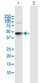 HS3ST3A1 Polyclonal Antibody, MaxPab™