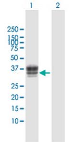 HS3ST1 Polyclonal Antibody, MaxPab™