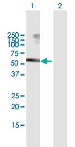 USP3 Polyclonal Antibody, MaxPab™