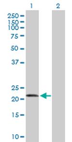 FGF19 Antibody in Western Blot (WB)