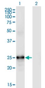 FGF19 Monoclonal Antibody (4C4)