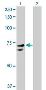 NR1D2 Polyclonal Antibody, MaxPab™