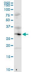 MED6 Polyclonal Antibody, MaxPab™