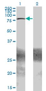 ZBTB33 Antibody in Western Blot (WB)