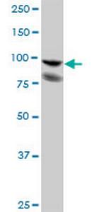 PDCD6IP Polyclonal Antibody, MaxPab™