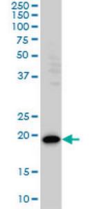 PDCD6 Monoclonal Antibody (2B4)
