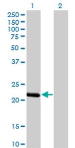 BCL2L10 Antibody in Western Blot (WB)