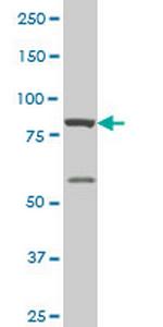 THRAP5 Monoclonal Antibody (3A3)