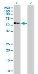 TOM1 Polyclonal Antibody, MaxPab™