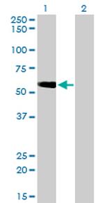 TOM1 Antibody in Western Blot (WB)