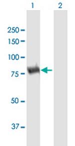 DPP3 Polyclonal Antibody, MaxPab™
