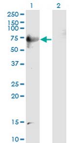 DPP3 Antibody in Western Blot (WB)