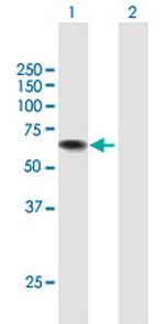 USH1C Polyclonal Antibody, MaxPab™