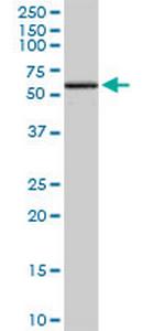 EDIL3 Monoclonal Antibody (4C9)