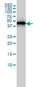ACTR3 Monoclonal Antibody (2B6)