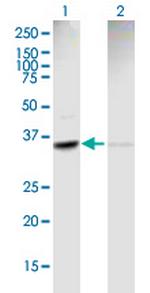 ACTR2 Polyclonal Antibody, MaxPab™