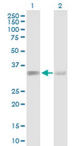 ACTR2 Antibody in Western Blot (WB)