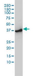 ACTR2 Monoclonal Antibody (1B10-C4)