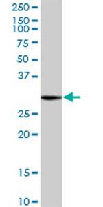 TSFM Antibody in Western Blot (WB)