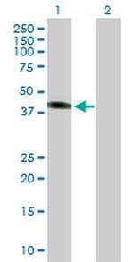 SGK2 Polyclonal Antibody, MaxPab™