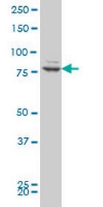 ZNF263 Monoclonal Antibody (2A1)
