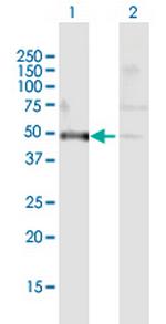 PDIA6 Polyclonal Antibody, MaxPab™