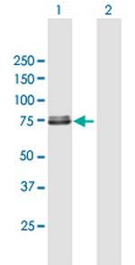 TRAP1 Polyclonal Antibody, MaxPab™
