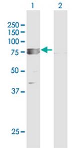 TRAP1 Polyclonal Antibody, MaxPab™