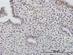TOB1 Antibody in Immunohistochemistry (Paraffin) (IHC (P))