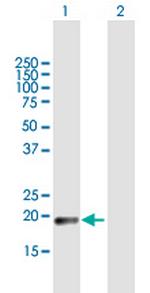 CLEC3A Polyclonal Antibody, MaxPab™