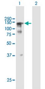 SFRS14 Antibody in Western Blot (WB)
