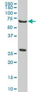 WASF2 Monoclonal Antibody (1F7)