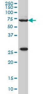 WASF2 Monoclonal Antibody (8E7)