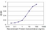MPHOSPH10 Antibody in ELISA (ELISA)