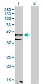 FLOT1 Polyclonal Antibody, MaxPab™
