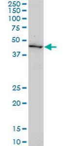 GDF11 Monoclonal Antibody (1E6)