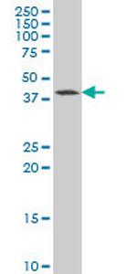 GDF11 Monoclonal Antibody (4F7)