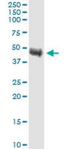 TRIB1 Monoclonal Antibody (4A10)