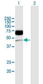 CD96 Polyclonal Antibody, MaxPab™