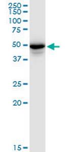 PLIN3 Polyclonal Antibody, MaxPab™