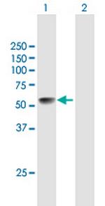 LRRC17 Polyclonal Antibody, MaxPab™
