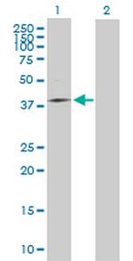MRPS31 Antibody in Western Blot (WB)